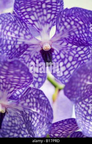 Vanda Sansai blue orchid Stock Photo