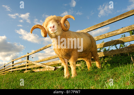 A Dorset Horn Ram Stock Photo