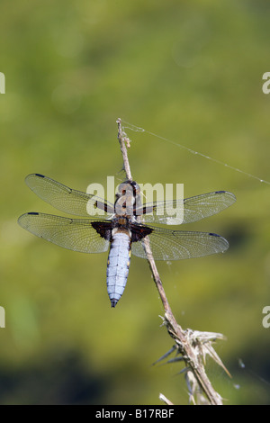 Broad-bodied Chaser Libellula depressa at rest Potton Bedfordshire Stock Photo