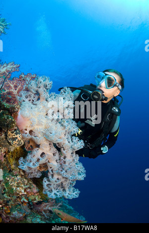 scuba diver and soft coral Dendronephthya spec Cabilao Island Central Visayas Philippines Stock Photo
