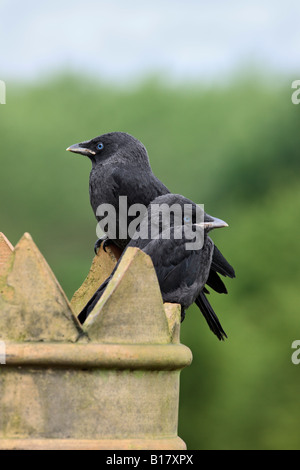 Young Jackdaws corvus monedula on chimney Potton Bedfordshire Stock Photo