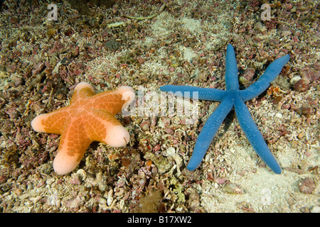 sea stars Choriaster granulatus Linckia laevigata Island Malapascua Cebu Philippines Stock Photo