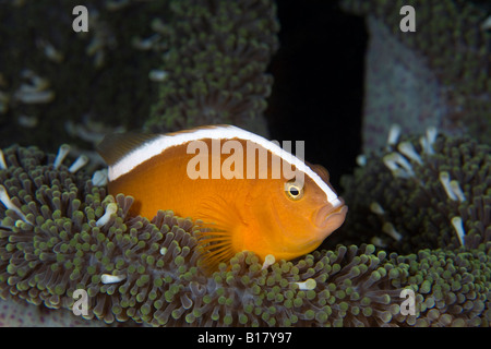 Orange anemonefish Amphiprion sandaracinos Maolboal Cebu Philippines Stock Photo