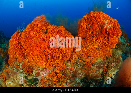 Colony of orange Bryozoans Pentapora fascialis Triscavac Bay Susac Island Adriatic Sea Croatia Stock Photo