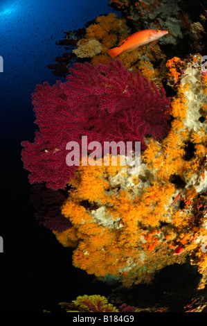 Coral Reef with Gorgonians and Zoanthids Paramuricea clavata Parazoanthus axinellae Adriatic Sea Croatia Stock Photo