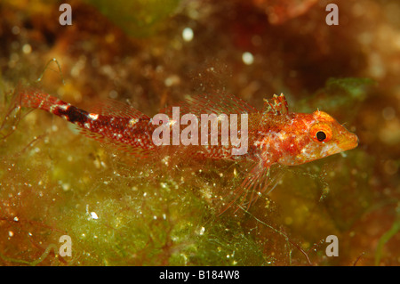 Yellow Triplefin Female Tripterygon Delaisi Triscavac Bay Susac Island Yellow Triplefin Female Tripterygon Delaisi Triscavac Bay Susac Island