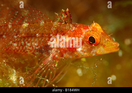 Yellow Triplefin Female Tripterygon Delaisi Triscavac Bay Susac Island Yellow Triplefin Female Tripterygon Delaisi Triscavac Bay Susac Island
