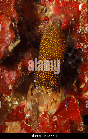 spotted bumblebee shrimp Gnathophyllum elegans Grk Bay Susac Island Adriatic Sea Croatia Stock Photo