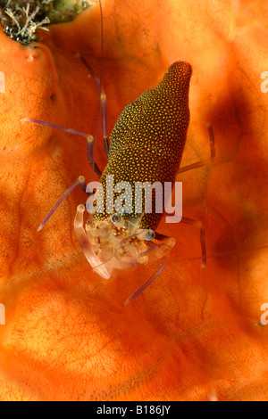 spotted bumblebee shrimp Gnathophyllum elegans Triscavac Cape Susac Island Adriatic Sea Croatia Stock Photo