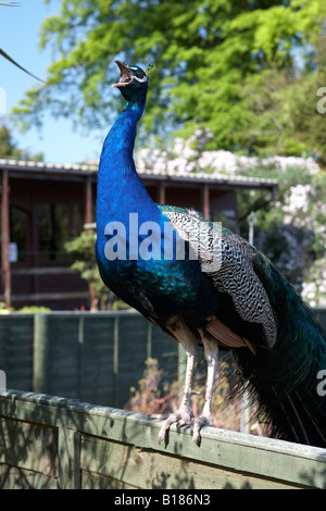 male peacock standing on a fence and calling in a garden in county down northern ireland Stock Photo