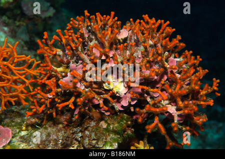 False Coral Bryozoan Myriapora truncata Triscavac Bay Susac Island Adriatic Sea Croatia Stock Photo