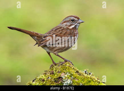Song Sparrow, Victoria, Vancouver Island, British Columbia, Canada. Stock Photo