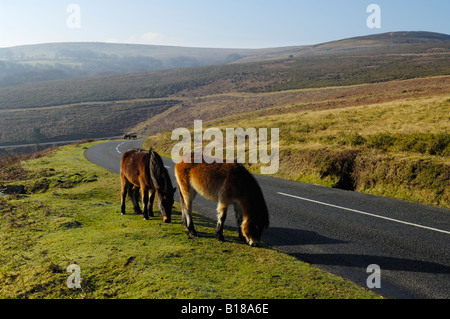 Dartmoor Ponies grazing at the roadside on Trendlebere Down in the Dartmoor National Park near Lustleigh, Devon. Stock Photo