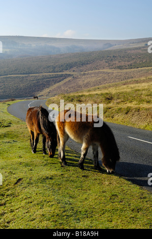 Dartmoor Ponies grazing at the roadside on Trendlebere Down in the Dartmoor National Park near Lustleigh, Devon. Stock Photo