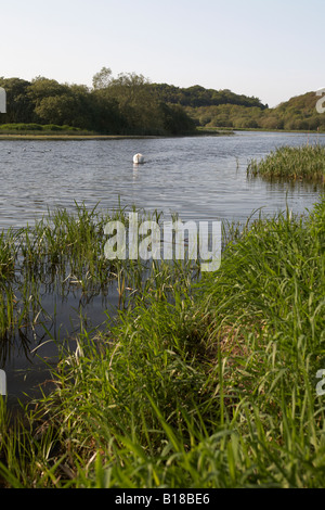 river quoile part of the quoile pondage national nature reserve county down northern ireland Stock Photo