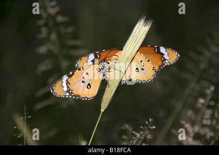 African Monarch butterfly Botswana Stock Photo