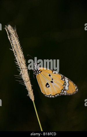 African Monarch butterfly Stock Photo