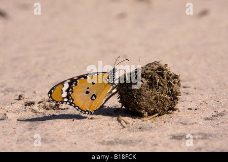 African Monarch attracted to nutrients in dung Stock Photo