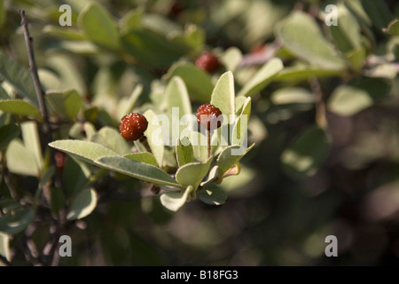 silver raisin bush grewia monticola Stock Photo