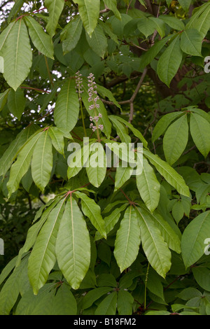 Flowering buds of the Indian horse chestnut Stock Photo