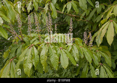 flowering buds of the indian horse chestnut Stock Photo