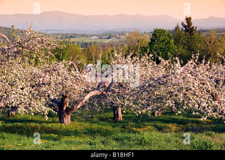 Domaine Apple orchard in bloom, Frelighsburg, Eastern Townships, Quebec, Canada Stock Photo