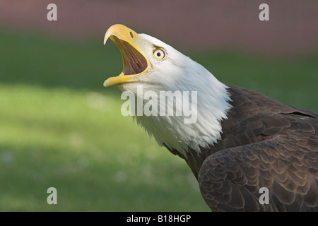 A Bald Eagle (Haliaeetus leucocephalus) calling in Victoria, British Columbia, Canada. Stock Photo