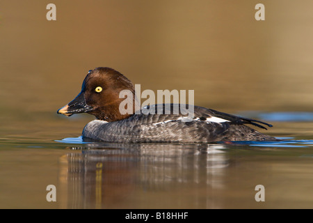 A female Common Goldeneye (Bucephala clangula) in Victoria, British Columbia, Canada. Stock Photo