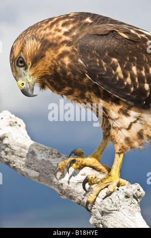 A juvenile Galapagos Hawk looks inquiringly into the camera Stock Photo