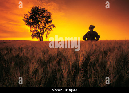 a farmer looks out over his maturing barley crop with a cottonwood tree in the background, near Dugald, Manitoba, Canada Stock Photo