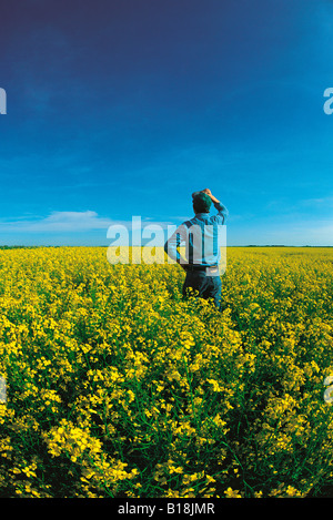 a farmer looks out over his bloom stage canola, Manitoba, Canada Stock Photo