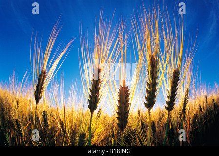 maturing barley, Manitoba, Canada Stock Photo