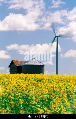 canola field with old grain bins and wind turbine in the background, near Somerset, Manitoba, Canada Stock Photo