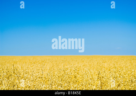 Golden grain field under blue sky, Breslau, Ontario, Canada Stock Photo