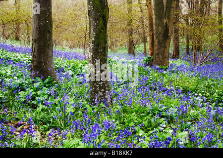 Spring bluebells carpet this Dorset woodland Stock Photo