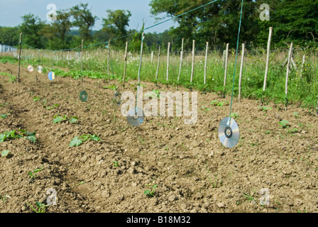 Stock photo of CD roms being used as bird scarers on a vegetable garden Stock Photo