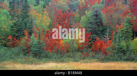 Fall Colours, Gros Morne National Park, Newfoundland, Canada Stock Photo