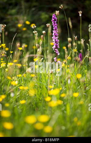 Early purple orchid Orchis mascula growing amid buttercups Stock Photo