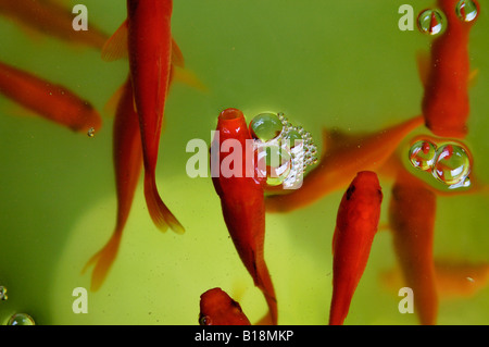 goldfish for sale Kyoto Japan Stock Photo