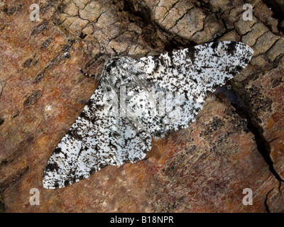 Peppered Moth Stock Photo