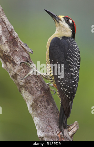 A Black-cheeked Woodpecker (Melanerpes pucherani) in Costa Rica. Stock Photo