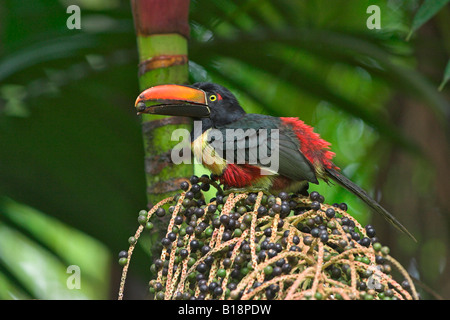 A Fiery-billed Aracari (Pteroglossus frantzii) eating fruit in Costa Rica. Stock Photo