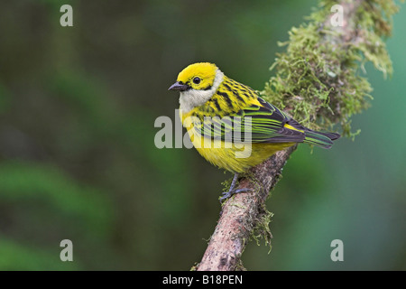 A Silver-throated Tanager  (Tangara icterocephala) in Costa Rica. Stock Photo