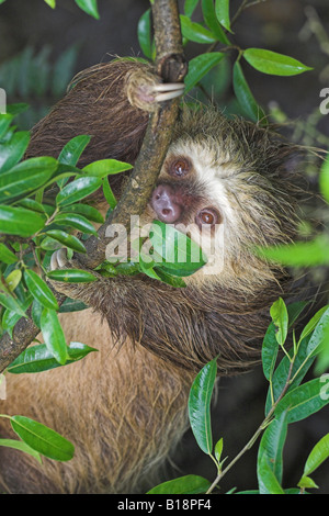 A two-toed Sloth (Choloepus didactylus) hanging from a tree in Costa Rica. Stock Photo