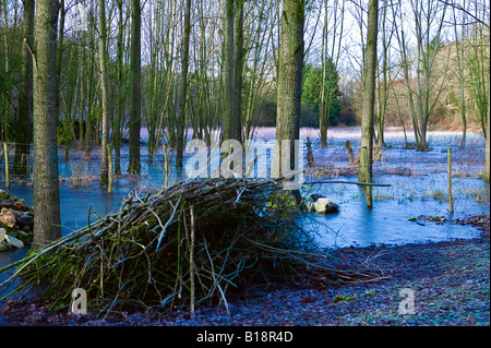 wood pile in flooded and icy forest of oaks Stock Photo