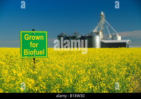 Canola field grown for biofuel with crop storage facility Niverville, Manitoba, Canada. Stock Photo