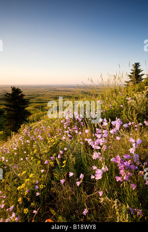 Wildflowers and sunset at Bald Butte, Cypress Hills Interprovincial Park, Saskatchewan, Canada. Stock Photo