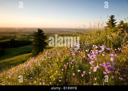 Wildflowers and sunset at Bald Butte, Cypress Hills Interprovincial Park, Saskatchewan, Canada. Stock Photo