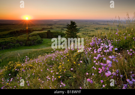 Wildflowers and sunset at Bald Butte, Cypress Hills Interprovincial Park, Saskatchewan, Canada. Stock Photo