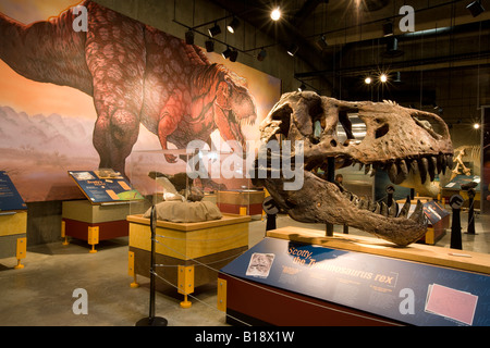 Canada Saskatchewan T Rex skeleton at the T Rex discovery center in ...